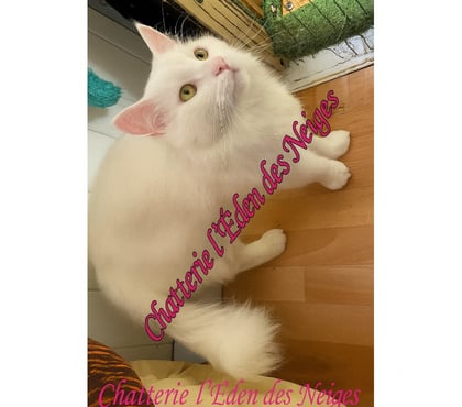 Services, accessoires - autres Munster Haut-Rhin - Photos Vivastreet Saillie chat maine coon loof gros gabarit 😻