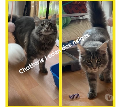 Services, accessoires - autres Munster Haut-Rhin - Photos Vivastreet Saillie chat maine coon loof gros gabarit 😻