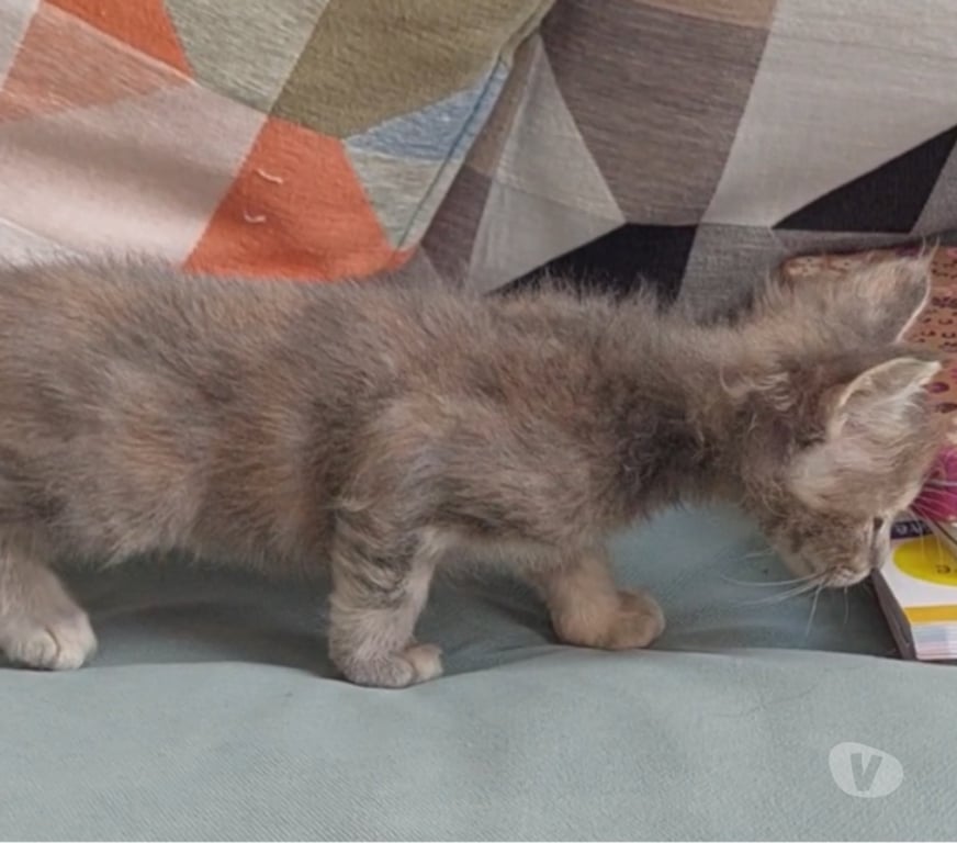 Vente Var Toulon - Photos Vivastreet chaton femelle Maine Coon LOOF