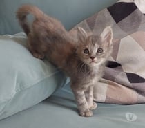 chaton femelle Maine Coon LOOF