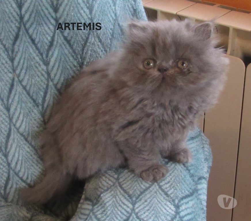 Vente Haute-Loire Javaugues - 43100 - Photos Vivastreet 2 MAGNIFIQUES CHATONS PERSANS LOOF A RESERVER