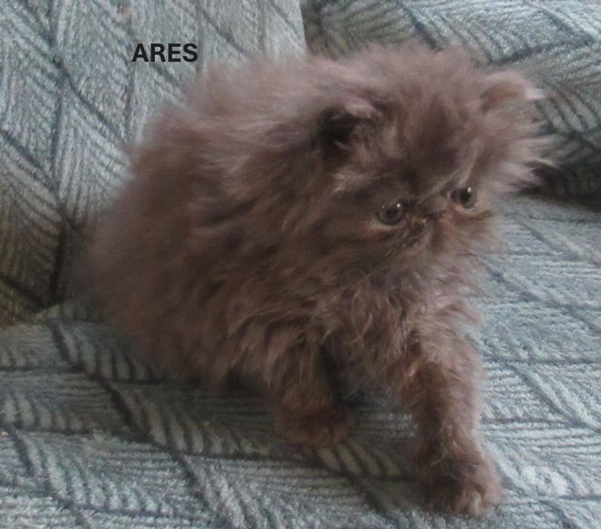 Vente Haute-Loire Javaugues - 43100 - Photos Vivastreet 2 MAGNIFIQUES CHATONS PERSANS LOOF A RESERVER