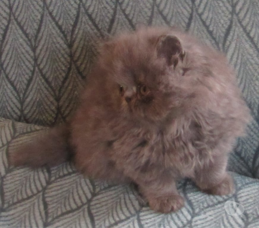 Vente Haute-Loire Javaugues - 43100 - Photos Vivastreet 2 MAGNIFIQUES CHATONS PERSANS LOOF A RESERVER