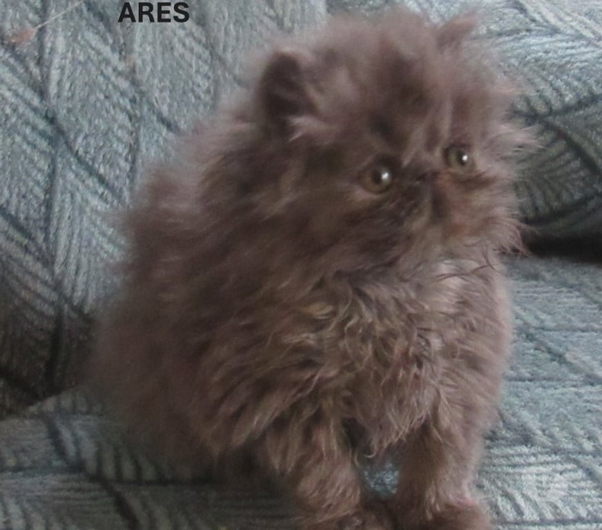 Vente Haute-Loire Javaugues - 43100 - Photos Vivastreet 2 MAGNIFIQUES CHATONS PERSANS LOOF A RESERVER