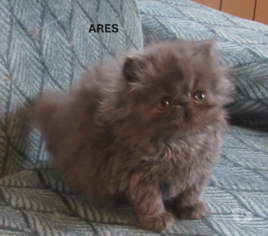 Vente Haute-Loire Javaugues - 43100 - Photos Vivastreet 2 MAGNIFIQUES CHATONS PERSANS LOOF A RESERVER