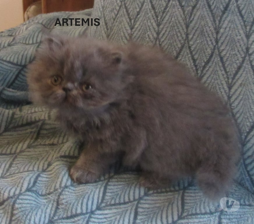 Vente Haute-Loire Javaugues - 43100 - Photos Vivastreet 2 MAGNIFIQUES CHATONS PERSANS LOOF A RESERVER