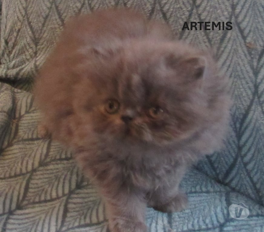 Vente Haute-Loire Javaugues - 43100 - Photos Vivastreet 2 MAGNIFIQUES CHATONS PERSANS LOOF A RESERVER