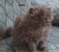 2 MAGNIFIQUES CHATONS PERSANS LOOF A RESERVER