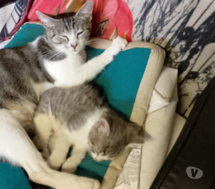 Don animaux Gironde Tarnes - 33240 - Photos Vivastreet donne 2 jolies et adorable chatons