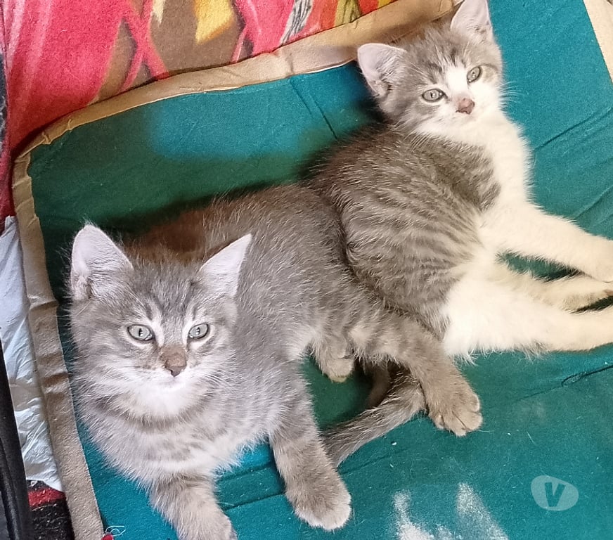 Don animaux Gironde Tarnes - 33240 - Photos Vivastreet donne 2 jolies et adorable chatons