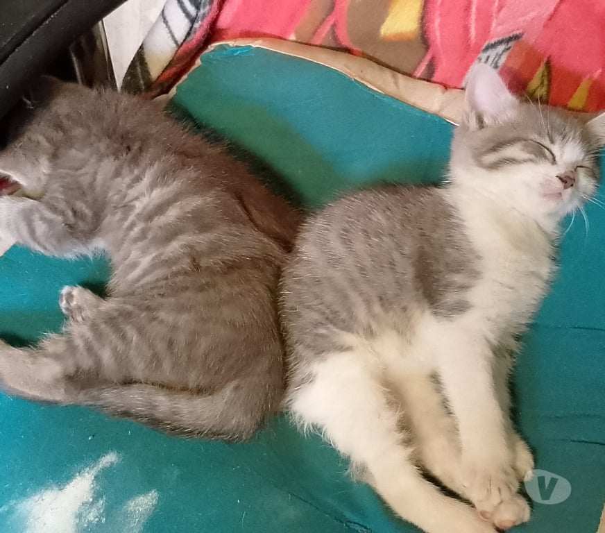 Don animaux Gironde Tarnes - 33240 - Photos Vivastreet donne 2 jolies et adorable chatons