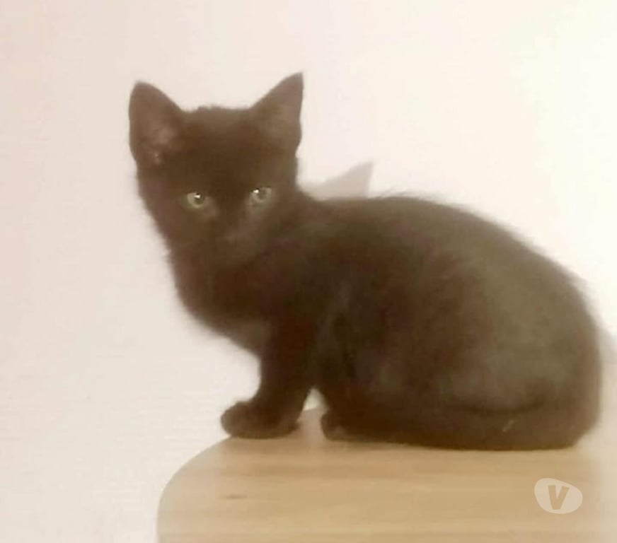 Don animaux Aude Carcassonne - Photos Vivastreet Chatons propres et sevrés cherchent familles d'adoptions