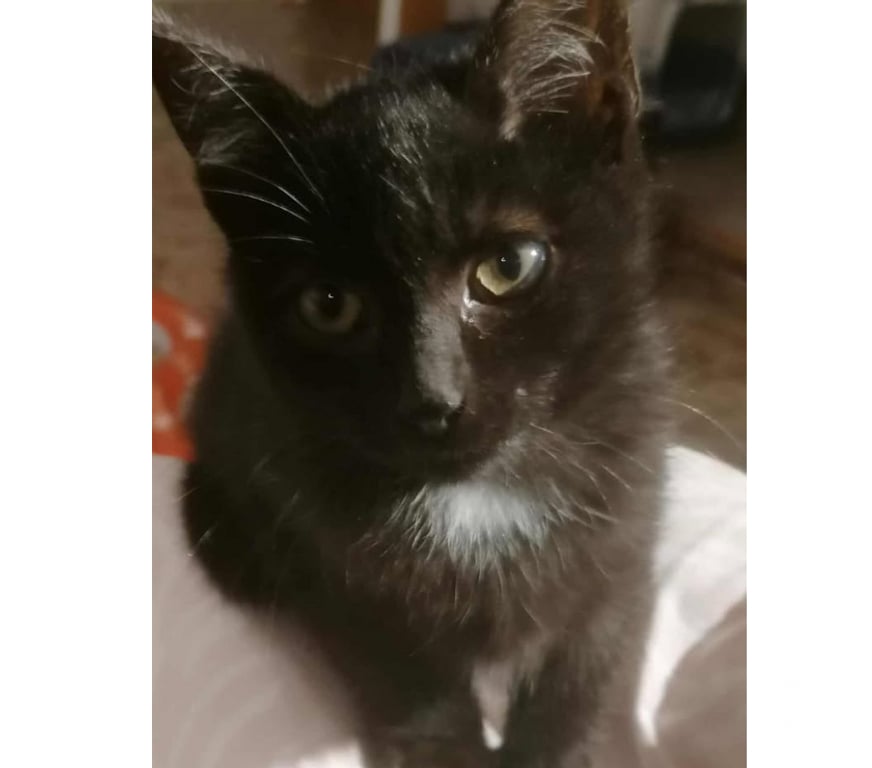 Don animaux Aude Carcassonne - Photos Vivastreet Chatons propres et sevrés cherchent familles d'adoptions