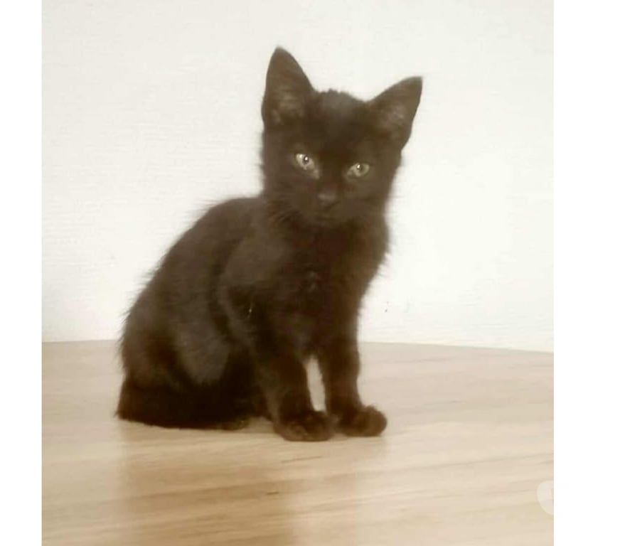 Don animaux Aude Carcassonne - Photos Vivastreet Chatons propres et sevrés cherchent familles d'adoptions