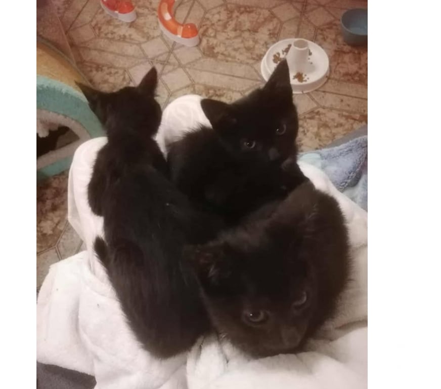 Don animaux Aude Carcassonne - Photos Vivastreet Chatons propres et sevrés cherchent familles d'adoptions