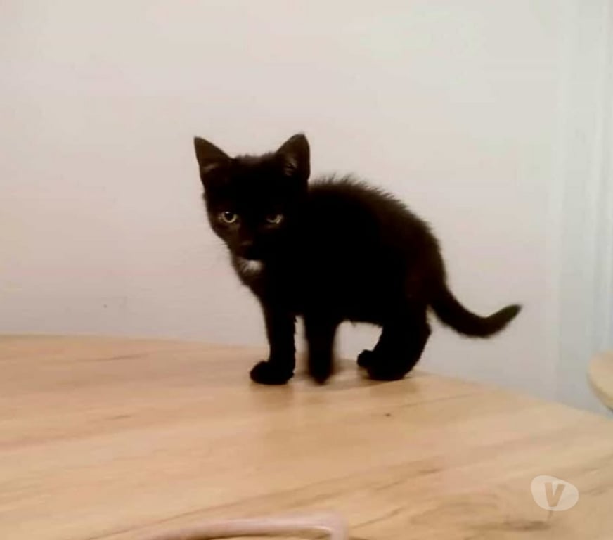 Don animaux Aude Carcassonne - Photos Vivastreet Chatons propres et sevrés cherchent familles d'adoptions