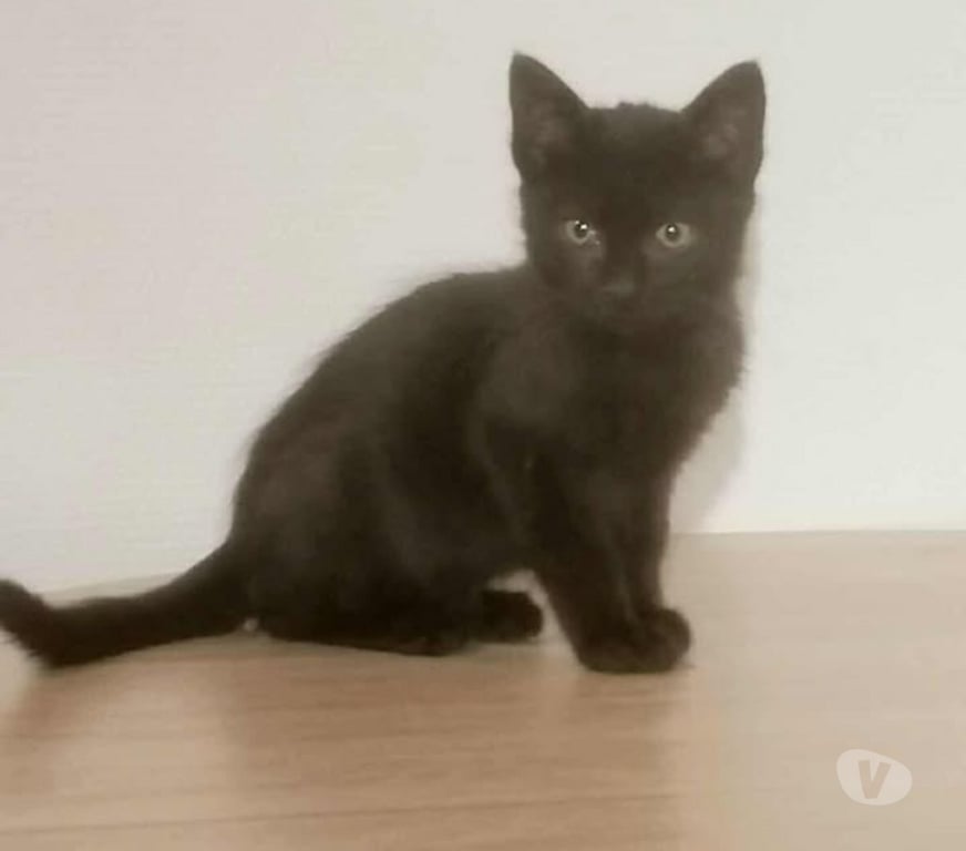 Don animaux Aude Carcassonne - Photos Vivastreet Chatons propres et sevrés cherchent familles d'adoptions