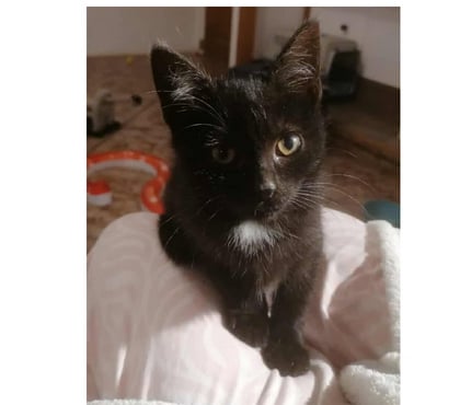 Don animaux Carcassonne Carcassonne - Photos Vivastreet Chatons propres et sevrés cherchent familles d'adoptions