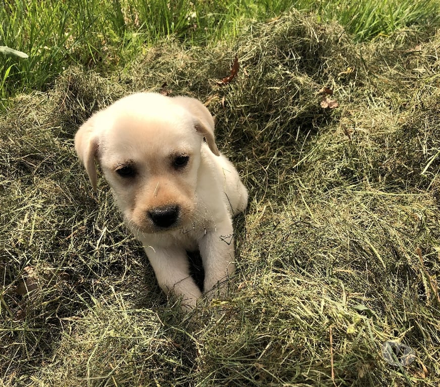 Vente Yonne Champignelles - 89350 - Photos Vivastreet Vends chiots Labrador LOF