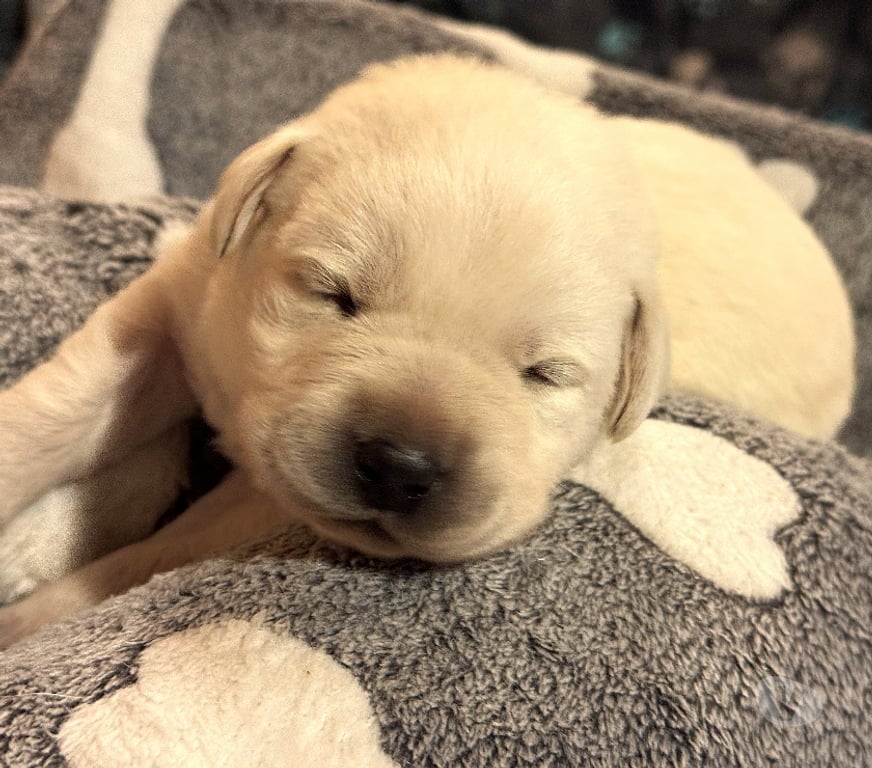 Vente Yonne Champignelles - 89350 - Photos Vivastreet Vends chiots Labrador LOF