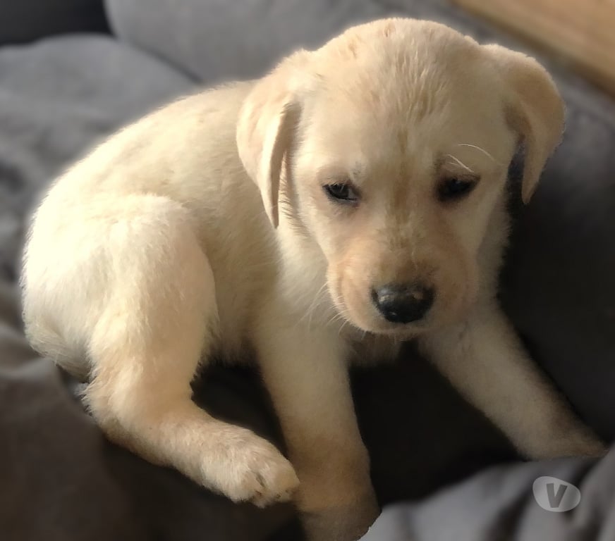 Vente Yonne Champignelles - 89350 - Photos Vivastreet Vends chiots Labrador LOF