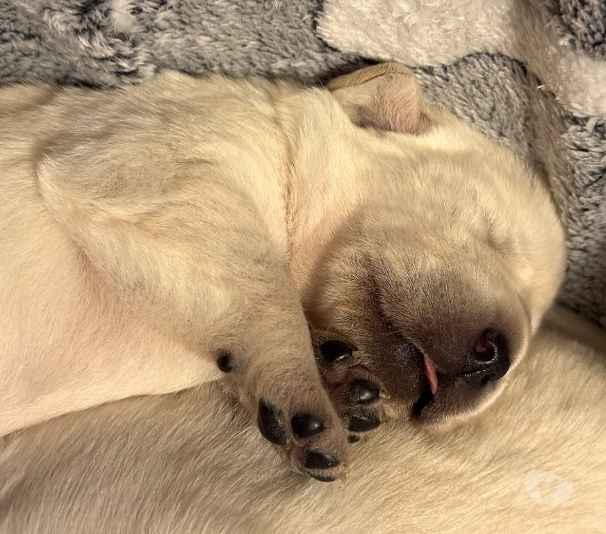 Vente Yonne Champignelles - 89350 - Photos Vivastreet Vends chiots Labrador LOF