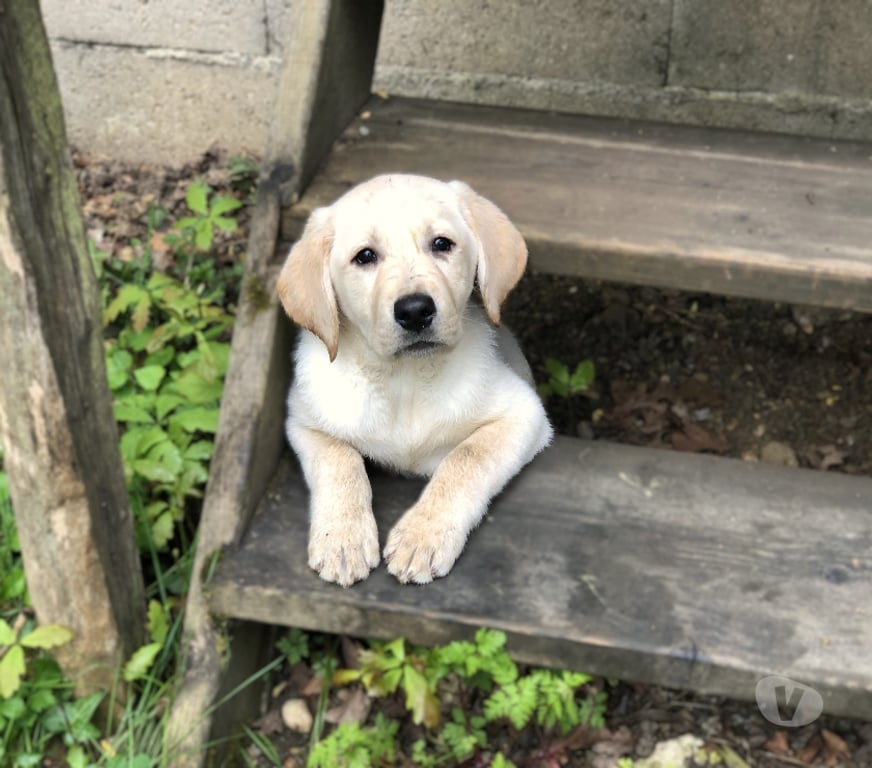 Vente Yonne Champignelles - 89350 - Photos Vivastreet Vends chiots Labrador LOF