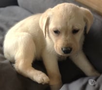 Vends chiots Labrador LOF