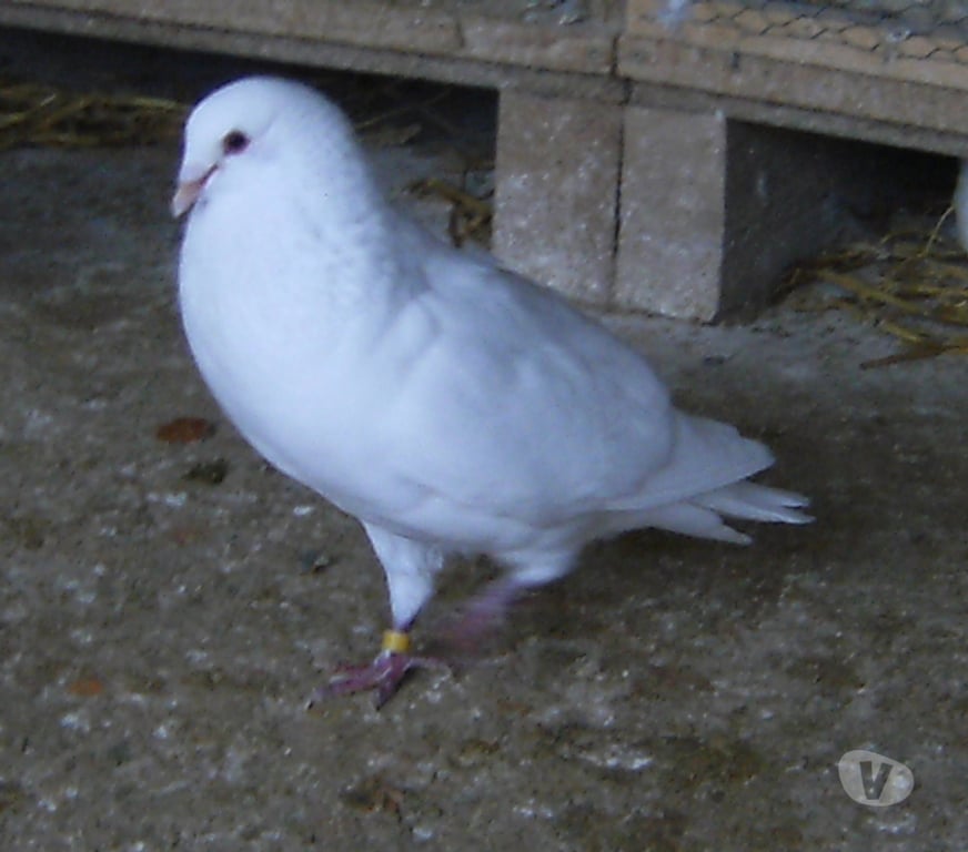 Vente Seine-et-Marne Bagneaux sur Loing - 77167 - Photos Vivastreet Pigeons de chair