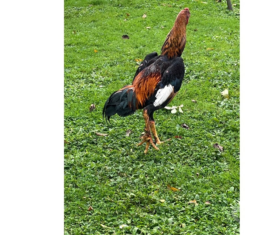 Vente Corrèze Brive la Gaillarde - 19100 - Photos Vivastreet Coq o shamo turc 7 mois