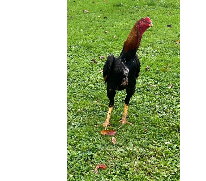 Vente Corrèze Brive la Gaillarde - 19100 - Photos Vivastreet Coq o shamo turc 7 mois