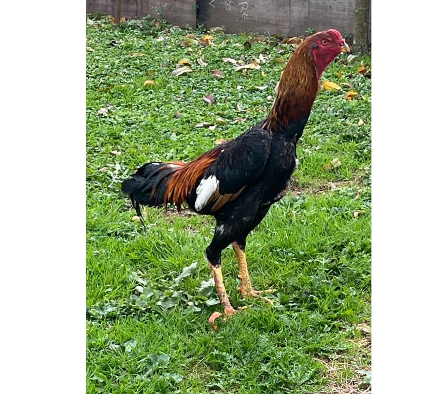 Vente Corrèze Brive la Gaillarde - 19100 - Photos Vivastreet Coq o shamo turc 7 mois