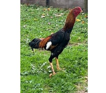 Coq o shamo turc 7 mois