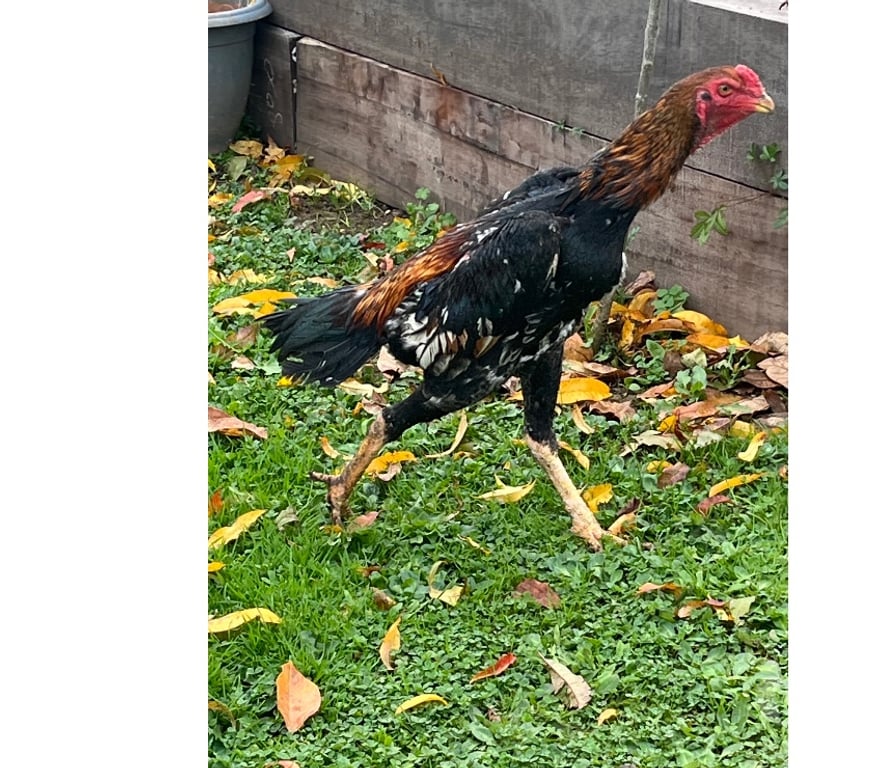 Vente Corrèze Brive la Gaillarde - 19100 - Photos Vivastreet Coq o shamo Turc 6 mois