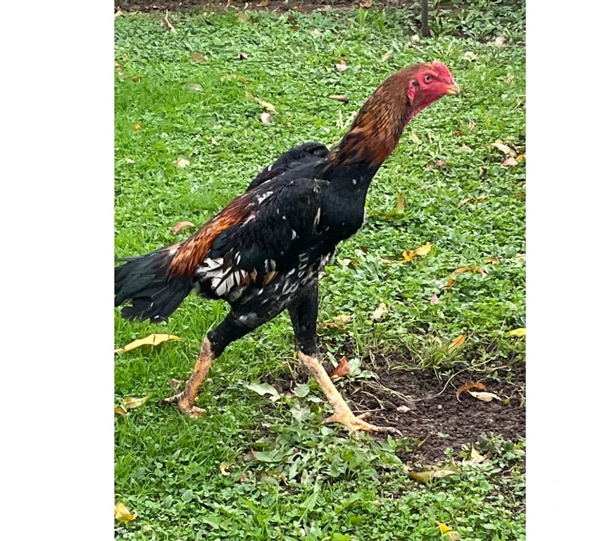 Vente Corrèze Brive la Gaillarde - 19100 - Photos Vivastreet Coq o shamo Turc 6 mois