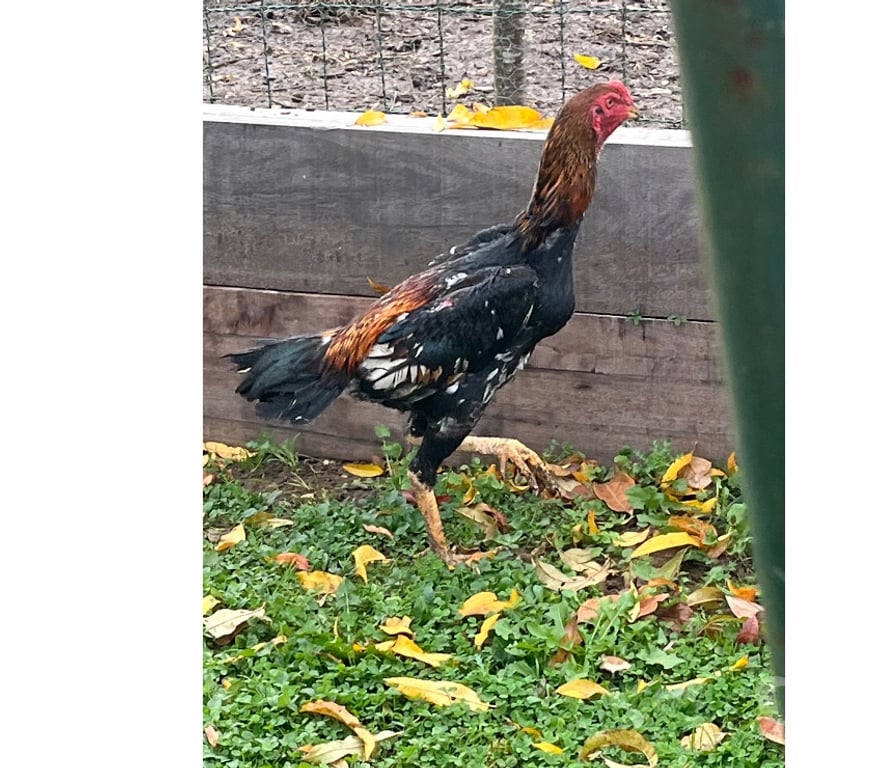 Vente Corrèze Brive la Gaillarde - 19100 - Photos Vivastreet Coq o shamo Turc 6 mois