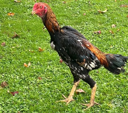 Vente animaux Brive la Gaillarde Corrèze - Photos Vivastreet Coq o shamo Turc 6 mois