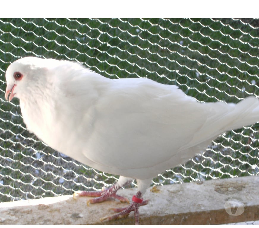 Vente Seine-et-Marne Bagneaux sur Loing - 77167 - Photos Vivastreet Pigeons reproducteurs hubbell blanc
