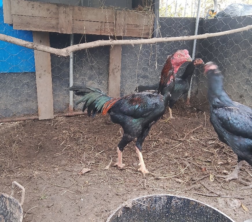 Vente Maine-et-Loire La Cornuaille - 49440 - Photos Vivastreet Vend ou échange coq de 1an