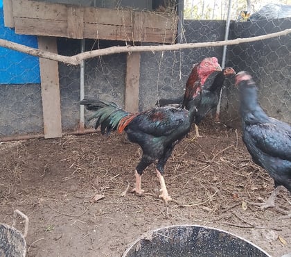 Vente La Cornuaille Maine-et-Loire - Photos Vivastreet Vend ou échange coq de 1an