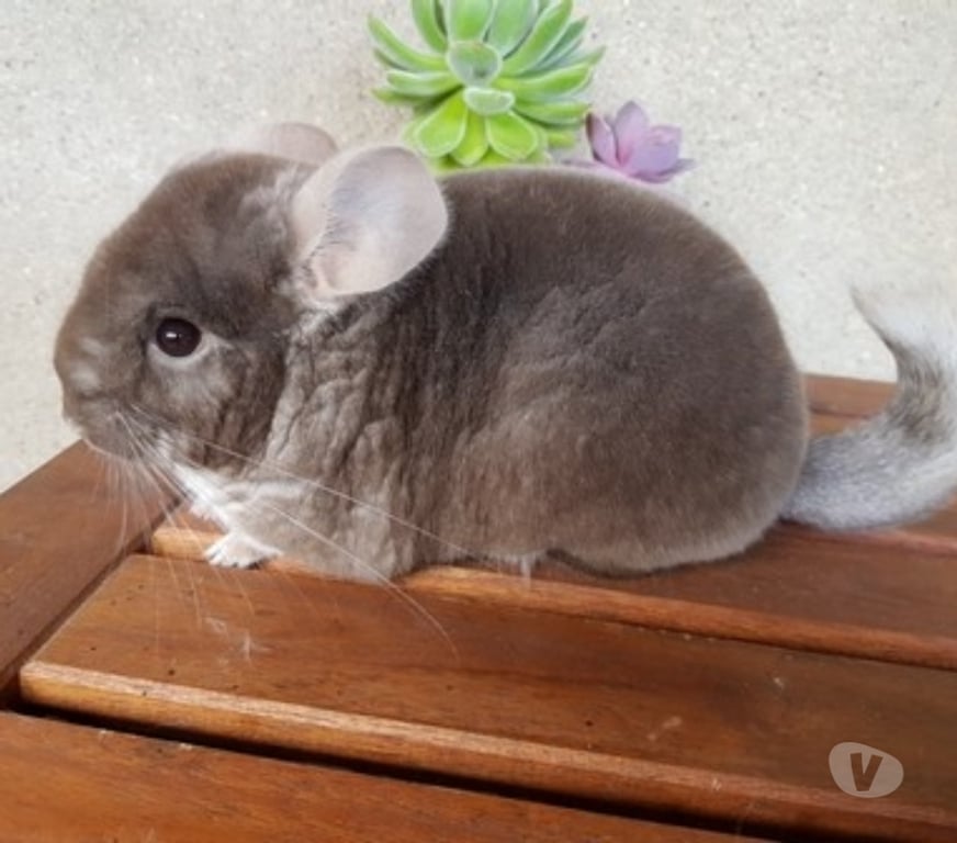 Vente Moselle Metz - Photos Vivastreet Duo chinchilla Tan velvet et chocolat homozygote bebe et adu