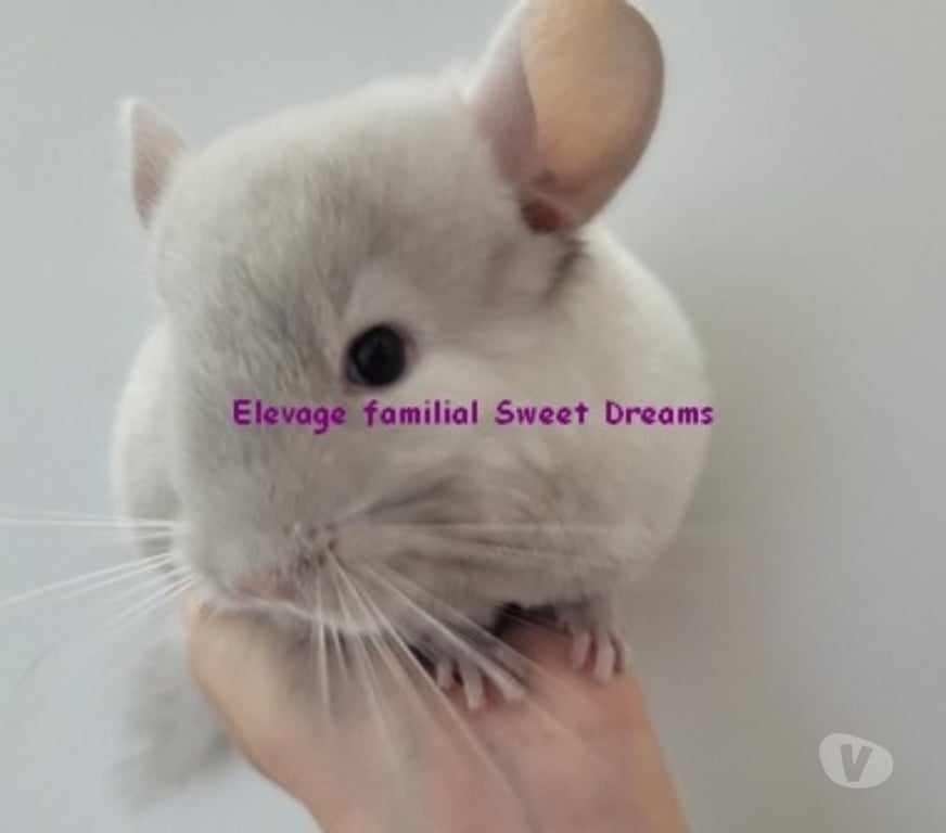 Vente Moselle Metz - Photos Vivastreet Duo chinchilla Tan velvet et chocolat homozygote bebe et adu