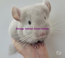 Duo chinchilla Tan velvet et chocolat homozygote bebe et adu