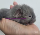 Duo bébés chinchillas chocolat homozygote et heterozygotes