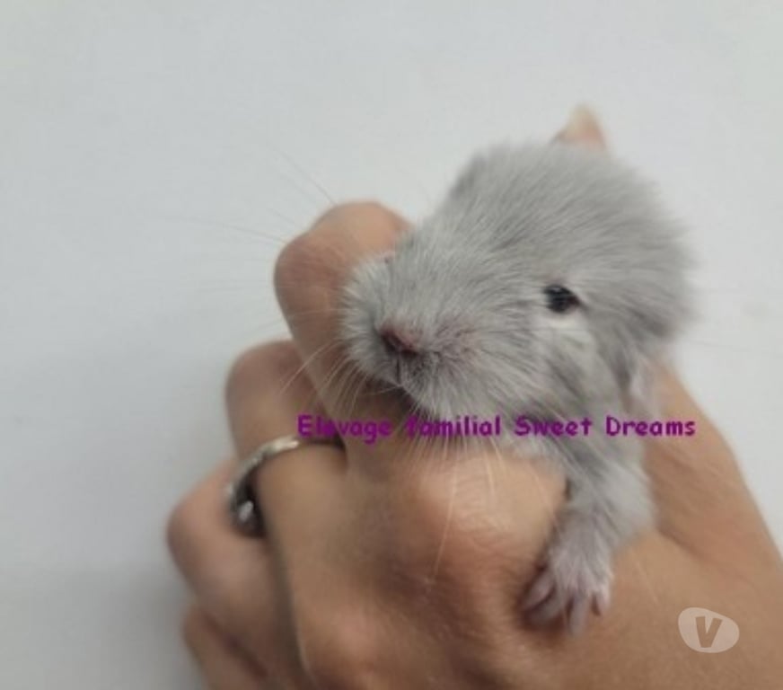 Vente Marne Reims - Photos Vivastreet Duo bébés chinchillas chocolat homozygote et heterozygotes