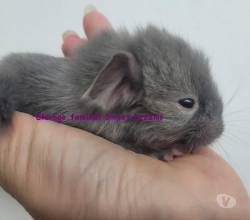 Vente Marne Reims - Photos Vivastreet Duo bébés chinchillas chocolat homozygote et heterozygotes