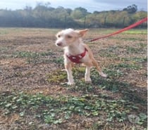 Chien UTHA à l adoption