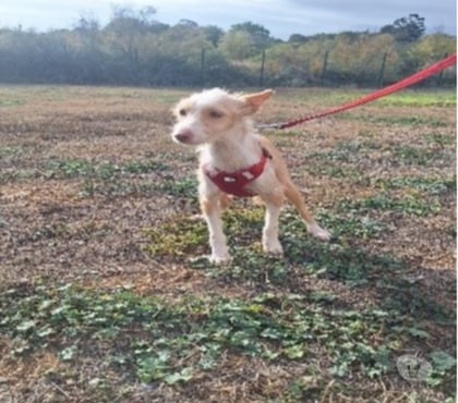 Adoption animaux Vias Hérault - Photos Vivastreet Chien UTHA à l adoption