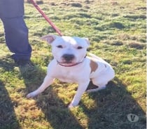 Chien PACO à l adoption