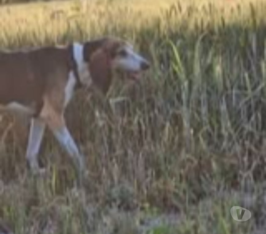Don animaux Gard Bagnols sur Ceze - 30200 - Photos Vivastreet Chien BANE à l adoption